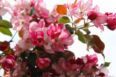 Bahçedeki güzel pembe çiçekler, bulanık bir arka planda çiçek açan bir ağacın pembe çiçekleri.