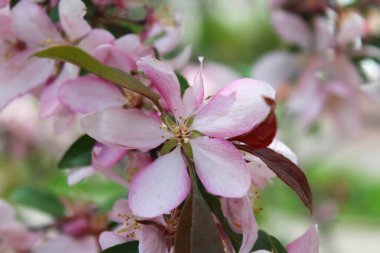 Bahçede güzel çiçekler, baharda açan ağaçlar.