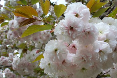 Kiraz çiçekleri yakın plan, doğal çiçek arkaplanı.