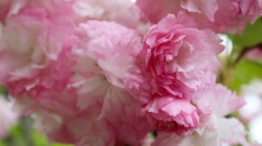 Bahçedeki güzel pembe çiçekleri. Bulanık doğal arka planda yakın plan çiçekleri., 