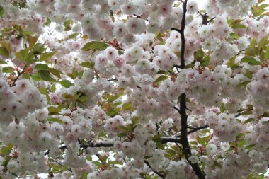 İlkbaharda çiçek açar, büyüleyici sakura çiçekleri, çiçek arkaplanı., 