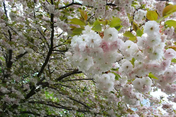 İlkbaharda çiçek açar, büyüleyici sakura çiçekleri, çiçek arkaplanı., 