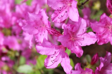 güzel açan pembe rhododendron çalısı