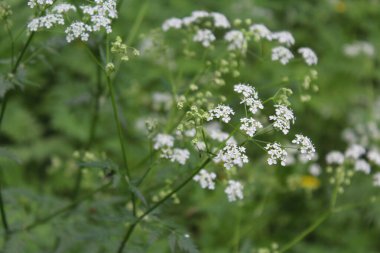 arka plan, tarla beyaz çiçekleri bulanık doğal yeşil arka plan, bahçede güzel çiçekler