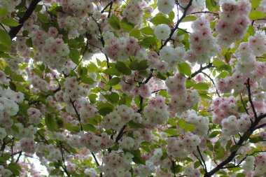 arka plan, baharda çiçek açan sakura ağacı,