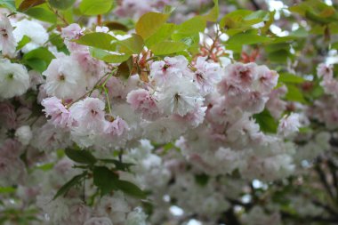 Baharda çiçek açan sakura ağacı, çiçekli arka plan, baharda kiraz çiçekleri.