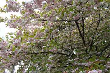 Baharda çiçek açan sakura ağacı, çiçekli arka plan, baharda kiraz çiçekleri.