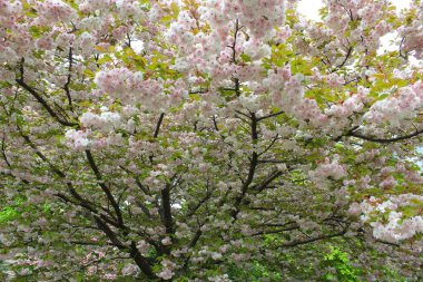 İlkbaharda kiraz çiçeği, baharda çiçek açan sakura ağacı, çiçek arkaplanı. 