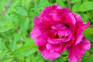 Yeşil arka planda güzel bir şakayık çiçeği
