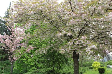 Çiçek açan bahar sakura ağacı, bahçede güzel çiçekler.