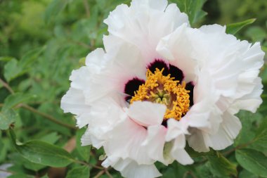 Bahçedeki beyaz şakayık, bahar çiçekleri, yeşil yapraklı güzel beyaz şakayık çiçekleri. 