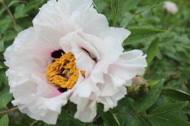 Bahar çiçekleri, güzel beyaz şakayık çiçekleri yeşil yapraklarla yakın plan, bahçedeki beyaz çiçeklere yakın çekim..