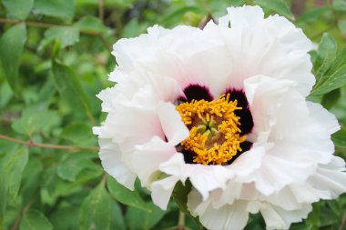 Bahar çiçekleri, güzel beyaz şakayık çiçekleri yeşil yapraklarla yakın plan, bahçedeki beyaz çiçeklere yakın çekim..