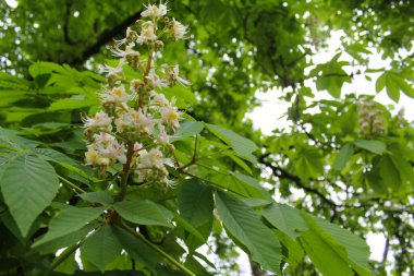 Baharda kestane ağaçları, yeşil yapraklar ve yakın plan beyaz kestane çiçekleri.