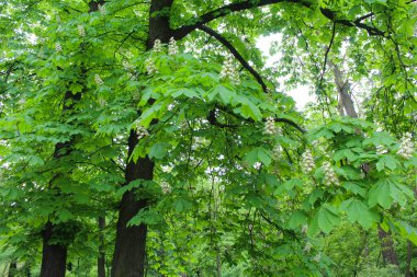 İlkbaharda Kyiv Ukrayna parkında kestane ağaçları, ilkbaharda yeşil taze yapraklar ve beyaz kestane ağaçları
