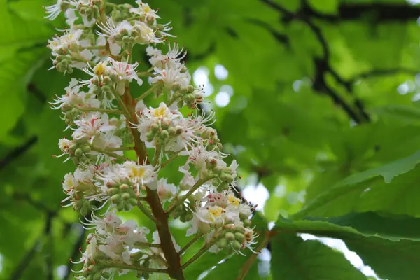 chestnut tree in spring, white chestnut flowers close-up, green fresh leaves on chestnut trees