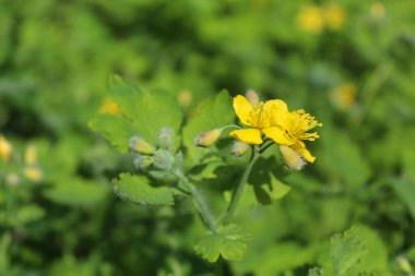 Sarı celandin çiçeği ve taze celandin yaprakları, doğal arkaplan