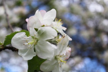 İlkbaharda elma çiçeği, güzel botanik çerçeve, doğal duvar kağıdı.