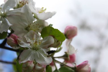 Bahçedeki elma ağacı