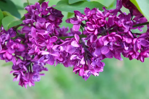 ライラックの紫色の花 花の背景 美しい紫色のライラックの花は 閉じる — ストック写真