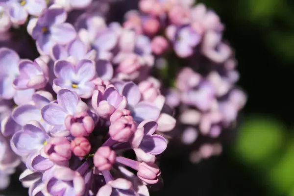 Lila Blüten Von Flieder Blumiger Hintergrund Schöne Lila Lila Blüten — Stockfoto