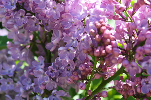 美しい紫のライラックの花 庭の美しいライラック — ストック写真