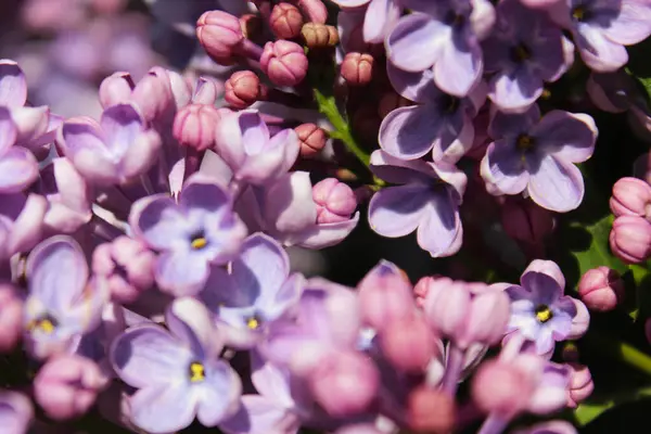 Schöne Lila Fliederblüten Schöner Flieder Garten — Stockfoto