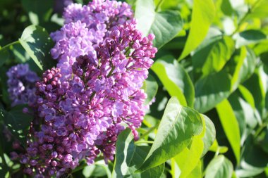 Bahar çiçekleri mor begonviller, bahçede güzel çiçekler