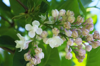 Bulanık yeşil arka planda pembe leylak çiçekleri, bahçedeki güzel leylak ağaçları.