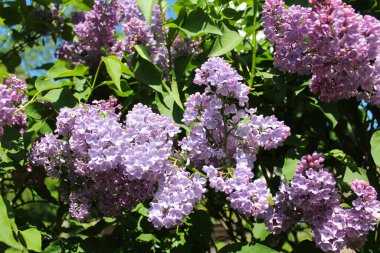 Bahçedeki leylak çiçekleri