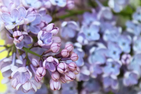 紫色の花ブーゲンヴィラの春の花 庭の美しい花 — ストック写真
