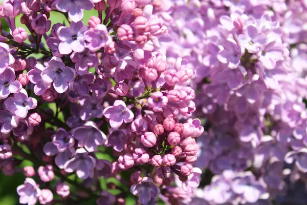 Frühlingsblumen Fliederblüten Fliederblumen Park — Stockfoto
