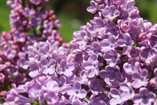 庭の美しい紫の花 紫のライラックの花のクローズアップ — ストック写真