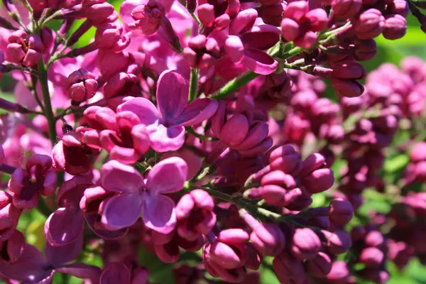 Blühender Flieder Frühling Lila Fliederblüten Aus Nächster Nähe — Stockfoto