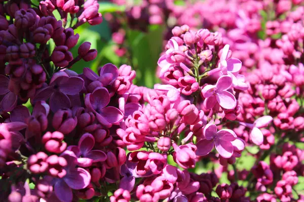春に咲くライラック 紫色のライラックの花が閉じる — ストック写真