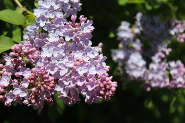 İlkbaharda güzel leylak çiçekleri, bulanık arka planda güzel leylak çiçekleri, bahar konsepti, ilkbaharda çiçekler 
