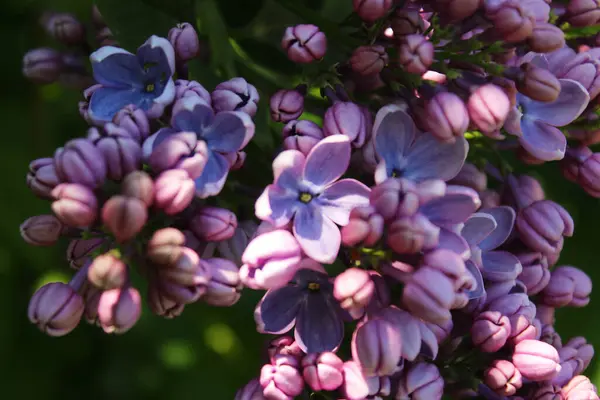 Floración Lila Jardín — Foto de Stock