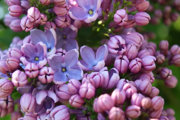 美丽的紫色花朵紧密相连 — 图库照片