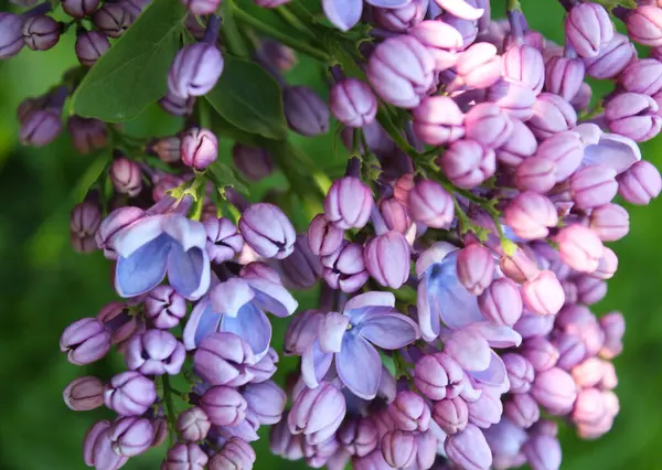 Flores Color Lila Jardín —  Fotos de Stock