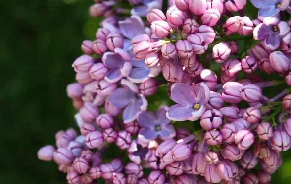 Beautiful Lilac Flowers Blurred Background Spring Concept — Φωτογραφία Αρχείου