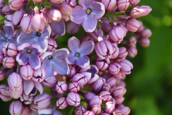 Hermosas Flores Lila Púrpura — Foto de Stock