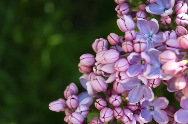Lilac Květiny Zahradě — Stock fotografie