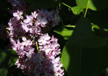Bahçedeki leylak çiçekleri