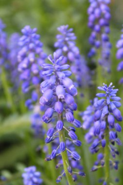 Bahçede mavi çiçekler, baharda mavi çiçekler bulanık doğal arka planda., 
