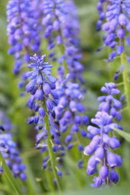 Bahçede mavi çiçekler, baharda mavi çiçekler bulanık doğal arka planda., 