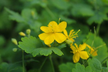 Şifalı bitkiler, sarı celandin çiçekleri, taze selandin otları ve çiçekler, doğal arka plan.