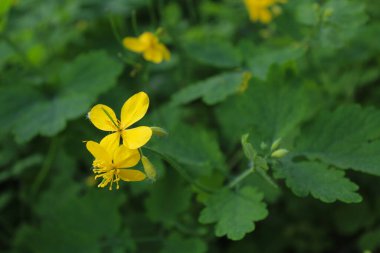 Doğal bitki örtüsü, şifalı bitkiler, sarı celandin çiçekleri, taze selandin otları ve çiçekler, doğal arka plan.