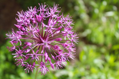 güzel bahar çiçekleri, çiçekli süs soğanı (Allium), bahçede mor çiçekler