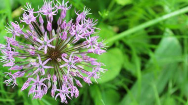 güzel bahar çiçekleri, çiçekli süs soğanı (Allium), bahçede mor çiçekler