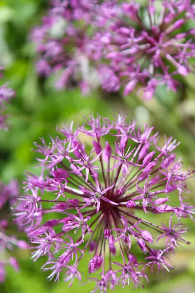 güzel bahar çiçekleri, çiçekli süs soğanı (Allium), bahçede mor çiçekler